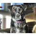 Hugging Paws Dog Bandages - Unique Rescue Dog Designs | 24 Ct | Perfect Gift for Dog Lovers - Hug-a-BooBoo - Buy Online on GoSupps.com