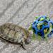 Lodczioe Turtle Lubrica Ball Toy - Hay Feeder for Turtles & Small Pets | Blue Feeding Grass Ball for Fruits & Vegetables - Buy Online on GoSupps.com