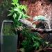 AIICIOO Reptile Drinking Fountain with Activated Carbon Filter - Terrarium & Aquarium Accessories for Amphibians, Insects, Lizards, Turtles, Snakes, Frogs, Geckos - Buy Online on GoSupps.com
