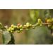 Sp cialit de caf d'Am rique du Sud - Colombie Le triangle des saveurs du caf (1000 grammes grains entiers) - Buy Online on GoSupps.com