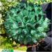 Natural Crystal Rough Crystal Cluster Green Phantom Quartz Crystal Cluster Sample Curing Home Decoration Crystal (Size : 550-600g) - Buy Online on GoSupps.com