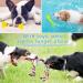Mulevip 20 PCs Dog Toy Set - Interactive Rope Toys & Chew Balls for All Dog Sizes | Durable & Engaging Pet Play - Buy Online on GoSupps.com
