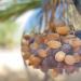 NABALI FAUMAST Medjool Dates - 100% Natural & Aromatic - Sweet Honey Caramel Flavor - 1kg Pack - Imported from Palestine - International Shipping Available - Buy Online on GoSupps.com
