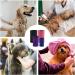 4-Piece Dog Ear Protection Set | Cotton Snoods for Noise Reduction & Soundproofing | Flap-Free Ear Warmers - Buy Online on GoSupps.com