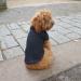 lovelonglong Basic Dog Polo Shirts Premium Cotton Polo T-Shirts for Large Medium Small Dogs with a Two-button Collar Blank Color Black S S (-9lbs) Black - Buy Online on GoSupps.com