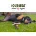 Buy Fourles Natural Kausnack for Dogs - 100% Deer Antlers Dental Care Chew Size L 1 Pack - International Shipping - Buy Online on GoSupps.com