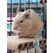 Good Degu Rice puffs- Degu treats 3-pack - Buy Online on GoSupps.com