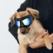 ENJOYING Small Dog Goggles Anti-UV Doggy Sunglasses Soft Pet Motorcycle Eyewear Fog-Proof Windproof Shatterproof Dog Glasses for Small-Medium Dogs, Blue Blue Small