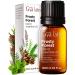 Gya Labs Frosty Forest Essential Oil Blend - Revitalizing & Invigorating (0.34 Fl Oz)