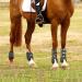 Free Gaiters & String Caps - 4-Set Neoprene Horse Sports Boots with Impact Protection for Jumping Riding Events & Dressage - Black - Buy Online on GoSupps.com