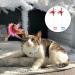 2pcs Cat Collar Toy Silicone Cat Teasing Wand Adjustable Cat Feather Collar Toys with Bell Cat Interactive Teaser Toys for Indoor Cat Playing Training (Pink Blue) - Buy Online on GoSupps.com