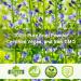Organic Butterfly Pea Flower Powder 5.3oz (150g) - 100% Pure for Tea, Smoothies, Ice Cream & Food - Buy Online on GoSupps.com