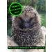 2x DBT Skills Hedgehog Ball | Magnetic Acupressure Stress Relief Ball | Improve Tension Mobility & Focus | Pink 47mm - Buy Online on GoSupps.com