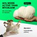 Lions Mane Mushroom Capsules - Powerful Nootropic for Brain Support & Focus - 100 Fruiting Bodies - Memory & Energy Booster - Buy Online on GoSupps.com