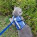 Leak-Proof Cat Dishes with Leash | Reflective Cat Leashes & Dishes for Safe Outdoor Adventures - Buy Online on GoSupps.com
