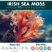 Sea Moss Bundle Wildcrafted Irish Sea Moss Capsules with Burdock Root Bladderwrack Muira Puama + Seamoss Black Seed Oil Ashwagandha & Ginger 240 Vegan Capsules - Buy Online on GoSupps.com