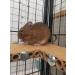 Totally Degu Corn Treats - Buy Online on GoSupps.com