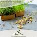 SaatPur ORGANIC Sprouts Assortment | 4 Varieties: Red Energy Mix Radish Red Cabbage Basil Beetroot - International Shipping Available - Buy Online on GoSupps.com