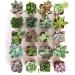 Shop Succulents | Unique Collection of Hand-Selected Mini Succulents - 20 Pack - Buy Online on GoSupps.com