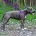 Collardirect Adjustable Reflective Dog Harness - Sizes S M L | Outdoor Walking Gear for Dogs & Puppies in Pink Black Red Purple Mint Green Orange Blue - Buy Online on GoSupps.com