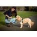 Barking Bags Green Dog Treat Bag & Training Pouch for Puppies & Dog Training | Lightweight Magnetic Closure Design | Wear Three Ways | Carry Treats & Poo Bags - Buy Online on GoSupps.com