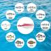 Dr.Fish Surf Fishing Tackle Kit - 269 Piece Saltwater Lures Set with Box | Bucktail Jigs, Pompano Rig, Walking Bait, Pier, Surf Casting Sea Tackle Kits | Lead Pyramid Sinkers - Buy Online on GoSupps.com