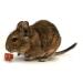 Good Degu Beetroot Bites- Degu treats 2-pack - Buy Online on GoSupps.com