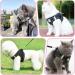Adjustable Cat Dishes Set - Breathable Mesh & Soft Lining for Cats Kittens Dogs & Puppies (XS Black) - Ideal for International Shipping - Buy Online on GoSupps.com