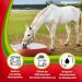 EGGERSMANN My Horse Feed Professional Electrolyte 1kg - Essential Supplement for Equine Nutrition & Hydration During Intensive Training - Buy Online on GoSupps.com