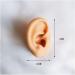 Model Medical Teaching Model Soft Silicone Tube Model for Teaching - Silicone Tube Model for Acupuncture - Simulation for Earpicking Practice Stud Earrings - Buy Online on GoSupps.com