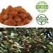 Buy 100% Natural Dried Longan - Thai Sun-Dried Fruit 8oz (227g) | Premium Quality International Shipping - Buy Online on GoSupps.com