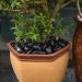 Hisredsun 3.96 lb Black Polished Stones Natural River Pebbles Gravel for Aquarium Flowerpot Landscaping Vase Fillers and Garden Decoration 1.8 Kilograms Black - Buy Online on GoSupps.com