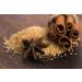 Organic Korintje Cinnamon Sticks - 100+ Sticks, 2 3/4 Length - Ideal for Baking, Cooking & Beverages - 100% Raw From Indonesia - FGO Sticks Korintje Cinnamon 1lb - Buy Online on GoSupps.com