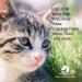 Natural Cat Skin Care Cream - 4oz Organic Relief for Itching Dryness Rashes & More - Buy Online on GoSupps.com