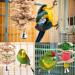 Onebarleycorn Budgie & Parrot Toy Set - 7 Wooden Bird Toys Swings & Canaries for Happy Pet Playtime - Buy Online on GoSupps.com
