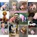 CHBORCHICEN Small Dog Sweater - Knitted Pet Cat Sweatshirt, Warm Winter Clothes for Kitten & Puppy (Medium Pink) - Buy Online on GoSupps.com