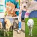 Unideal Self-Adhering Elastic Cohesive Bandage - 14 Rolls 12 Patterns Breathable & Convenient for Pet Care & Sports Protection (5cm x 4.5m) - International Shipping Available - Buy Online on GoSupps.com