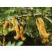 Buy Velvet Beans Seeds - Mucuna Pruriens Extract - Organic Energy Supplements for Women - 120 Capsules - Buy Online on GoSupps.com