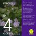 3x N 4 Focus - Vegan Nootropics Brain Booster with CDP Choline Ginkgo Biloba Brahmi & Vitamin B Complex - 180 Memory Capsules for Enhanced Concentration & Brain Power - Buy Online on GoSupps.com