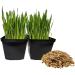 Organic Cat Grass Seeds Non-GMO A Mixture of Wheat Oats and Barley (800g) 800 g (Pack of 1) - Buy Online on GoSupps.com