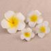 4pcs Hawaiian Plumeria Flower Foam Hair Clips - Beach Hair Accessories for Bridal Wedding & Vacation Outfits - Buy Online on GoSupps.com