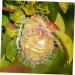 VINTORKY Shaped Growth Fruit for Shaping Reusable Forming Shaper Melon Ginseng Watermelon - Buy Online on GoSupps.com