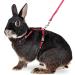 Buy Karlie Art Sportiv Plus Rabbit Harness & Leash - Red 140 cm | Durable Comfortable eCommerce Shipping Worldwide - Buy Online on GoSupps.com