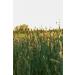 Buy Kamelur Organic Naked Oats 2.5kg - Premium German Organic Oats for Health and Wellness - Buy Online on GoSupps.com