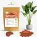 Moroccan Red Clay Powder - Nourishing Skin & Hair | Versatile Clay Masks Wraps & Scrubs - 4 oz International Shipping Available - Buy Online on GoSupps.com