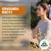 High Strength Ashwagandha 1000mg - 180 Vegan Tablets for Anxiety & Stress Support - UK Made Powder Supplement by Rebirth Wellness - Buy Online on GoSupps.com