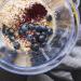 Organic Wild Blueberry Powder 200g - Raw Food Quality Antioxidant-Rich Fruit Powder (Vaccinium myrtillus) - International Shipping Available - Buy Online on GoSupps.com