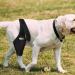 Dog Knee Brace | with 10 Support Sticks Breathable Hip Support for Dogs | Comfortable Hip and Leg Protector Breathable for Small Senior and Disabled Dogs - Buy Online on GoSupps.com