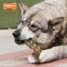 Nylabone Extreme Power Chew Gator Tail Alternative Dog Chew Toy Chicken Flavour - Large/Giant (Up to 23kg) - Buy Online on GoSupps.com