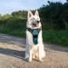 Eagloo Large Dog Harness - Adjustable Anti-Train Control Harness with Reflex Strips for Labs & Large Dogs - Dark Green - XL (1 Pack) - Buy Online on GoSupps.com